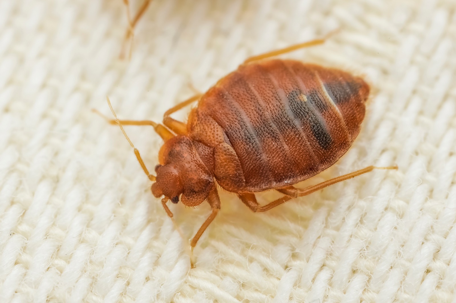 Close-up bed bug image illustrating why full-space heat treatment matters