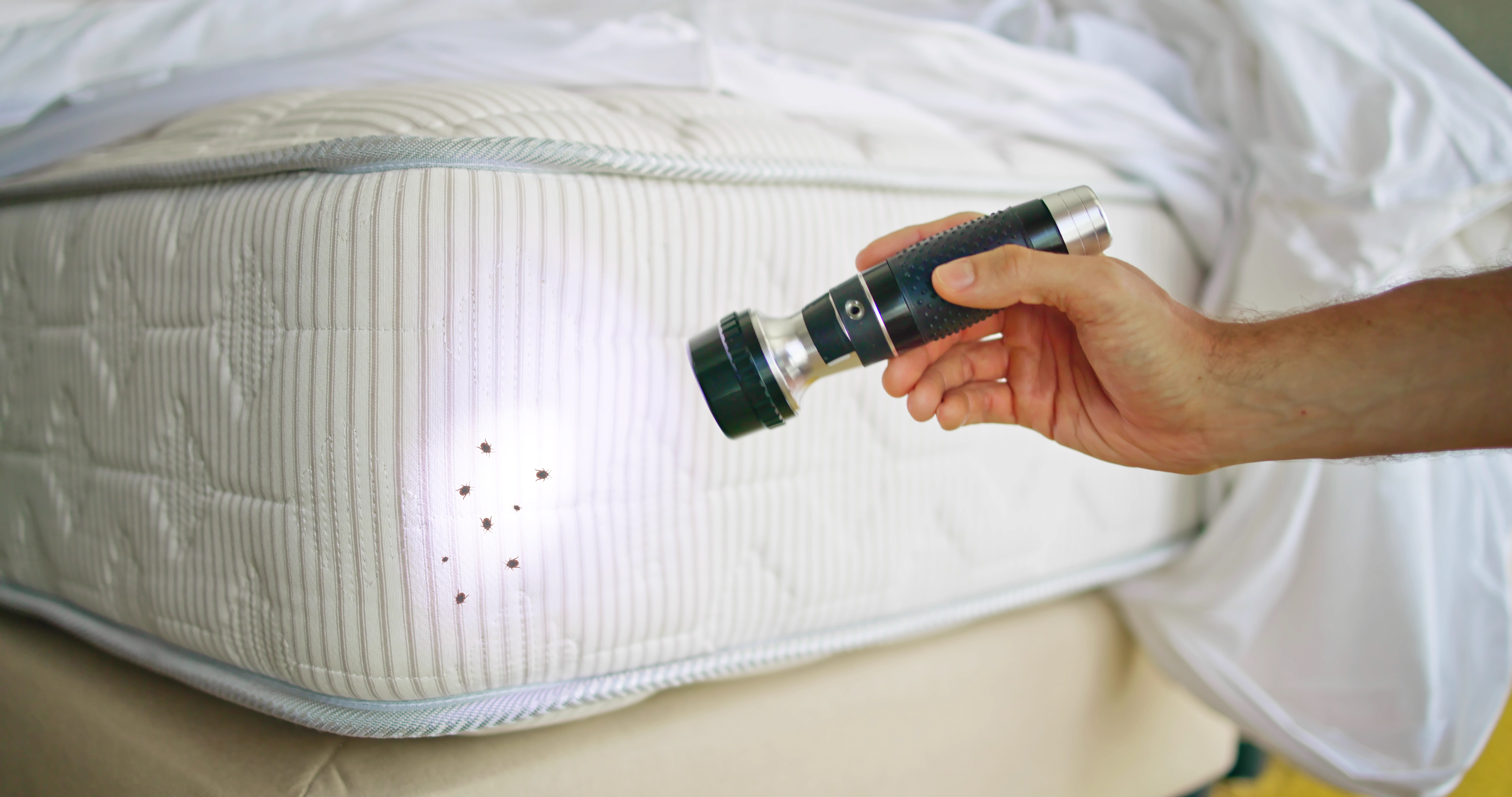 Bed bug inspection on a mattress with flashlight during a South Carolina service visit